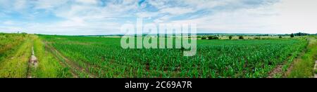 Rows of young corn shoots on a cornfield Stock Photo