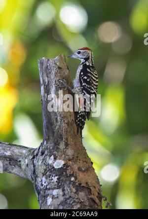 Fulvous-breasted Woodpecker (Dendrocopos macei andamanensis) perched at a tree Stock Photo