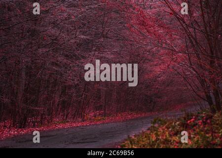 The road passing through dark mystical atmosphere park.  Mysterious fairy forest in a fog. Strange misty forest in autumn. Nature misty landscape. Stock Photo