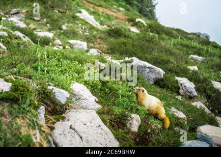 A wild marmot in Mount Rainier National Park, near Seattle. Stock Photo