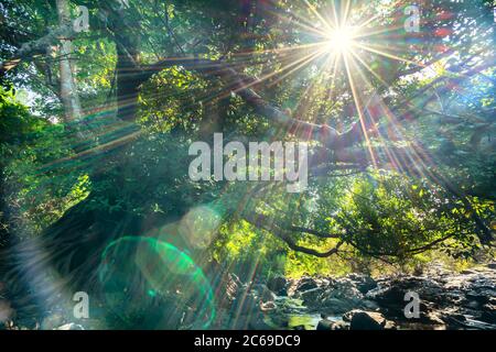 Ancient Ficus bengalensis grows by stream in a tropical forest. The tree has the widest crown in the world Stock Photo