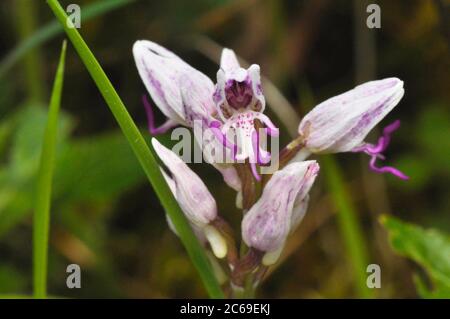 Monkey Orchid,'Orchis simia' Hartslock, Oxfordshire. UK Stock Photo