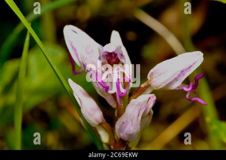 Monkey Orchid,'Orchis simia' Hartslock, Oxfordshire. UK Stock Photo