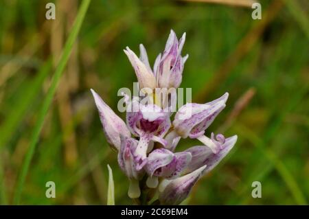 Monkey Orchid,'Orchis simia' Hartslock, Oxfordshire. UK Stock Photo