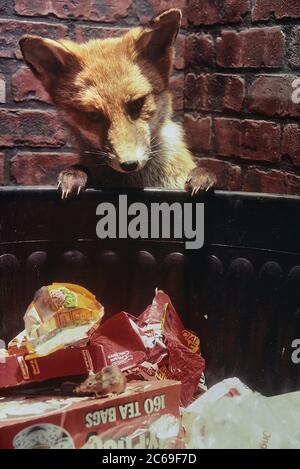 Taxidermy display of an urban fox and mouse scavenging a dustbin. Cumberland House Natural History Museum, Southsea, Portsmouth, Hampshire, England, UK. Circa 1980's Stock Photo