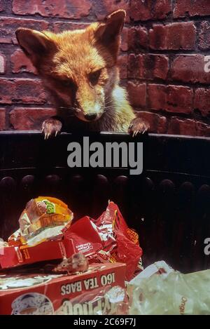 Taxidermy display of an urban fox and mouse scavenging a dustbin. Cumberland House Natural History Museum, Southsea, Portsmouth, Hampshire, England, UK. Circa 1980's Stock Photo