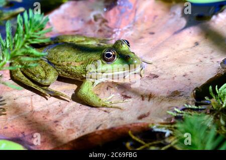 Edible frog (Pelophylax esculentus) on leaf on water Stock Photo