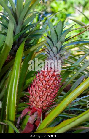 Red pineapple, Ananas bracteatus, growing in Hawaii. Stock Photo