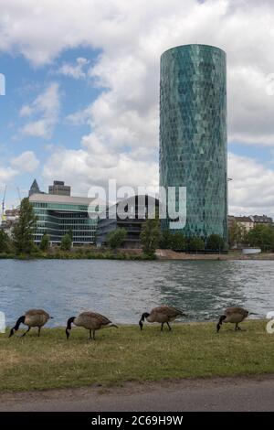 Canada goose 2025 germany alemania