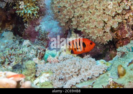 Flame angelfish, Centropyge loricula, on a reef off the island of Yap, Micronesia. Stock Photo