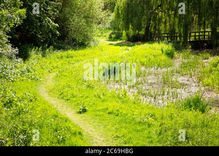 walkway along wetland in a field in essex Stock Photo