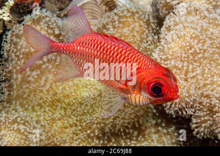 A pale soldierfish, Myripristis hexagona, with a large and a small parasitic isopod, Nerocila sp. on itÕs head, Indonesia. Stock Photo