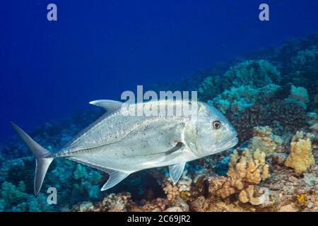 The white ulua, Caranx ignobilis, is also known as a giant trevally or jack.  This species is popular with spearfishermen and can reach over five feet Stock Photo