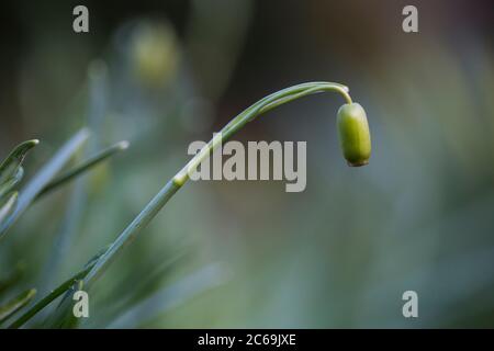 common snowdrop (Galanthus nivalis), fruiting, Netherlands Stock Photo