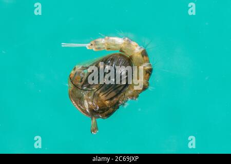 house mosquito, northern common house mosquito, common gnat, house gnat (Culex pipiens), pupa, Germany Stock Photo