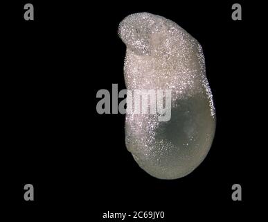 Woronow's snowdrop (Galanthus woronowii), seed against black background, Netherlands Stock Photo