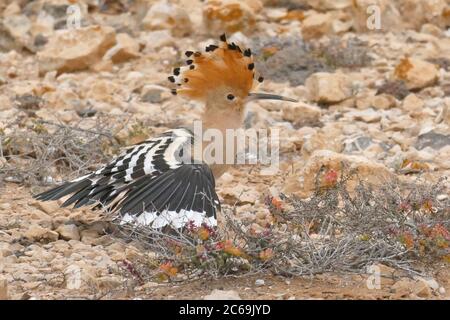 hoopoe (Upupa epops), perching on the ground with erected crest and outstretched wings, side view, Canary Islands, Fuerteventura Stock Photo