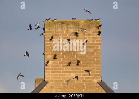 common house martin (Delichon urbica, Delichon urbicum), resting on roof of a house, Netherlands Stock Photo