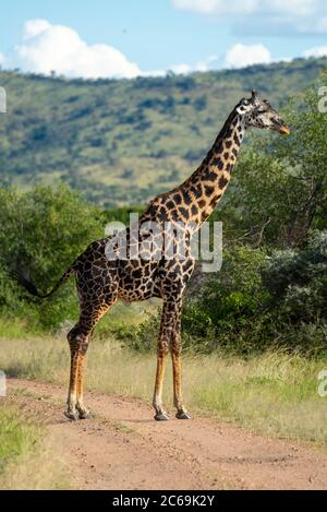 Masai giraffe stands in profile on track Stock Photo