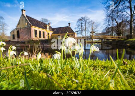 Double-flowered snowdrop (Galanthus nivalis 'Flore Pleno', Galanthus nivalis Flore Pleno), blooming in a garden, cultivar Flore Pleno, Netherlands, Frisia, Jelsum Stock Photo