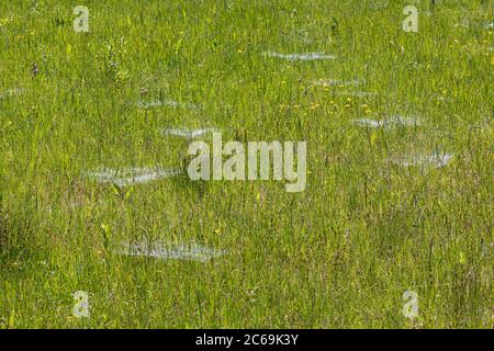 grass funnel-weaver, maze spider (Agelena labyrinthica), marsh meadow with several tube webs, Germany, Bavaria, Staffelseemoore Stock Photo