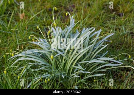 common snowdrop (Galanthus nivalis), fruiting in a meadow, Netherlands Stock Photo