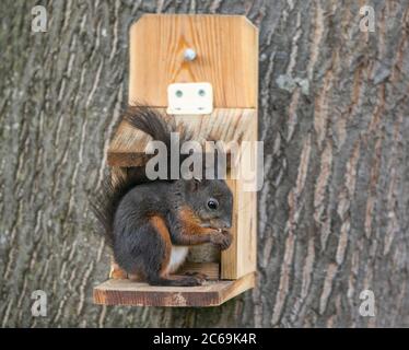 European red squirrel, Eurasian red squirrel (Sciurus vulgaris), tricolor, in winter fur at a feeding house, Germany, Bavaria Stock Photo