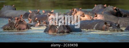 Panorama of hippos wallowing in hippo pool Stock Photo