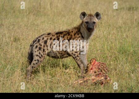 Spotted hyena stands in grass with bones Stock Photo