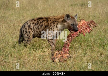 Spotted hyena stands in grass gnawing bones Stock Photo