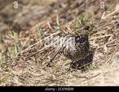 Wilson's snipe (Gallinago delicata), foraging on the ground, North America Stock Photo