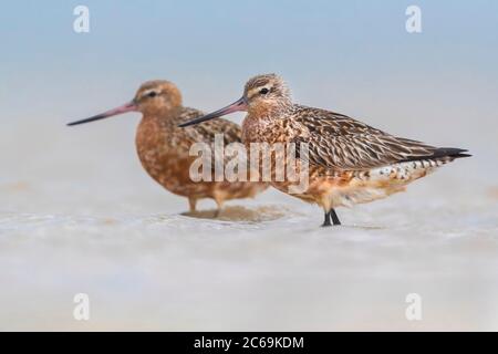 bar-tailed godwit (Limosa lapponica), pair foraging in the wash margin, side view, Morocco, Dakhla-Oued Ed Dahab Stock Photo