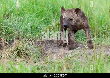 spotted hyena (Crocuta crocuta), whelp standing on grass, front view, Kenya, Masai Mara National Park Stock Photo