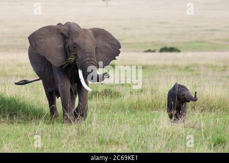 African elephant (Loxodonta africana), cow elephant walking on grass with baby elephant, front view, Kenya, Masai Mara National Park
