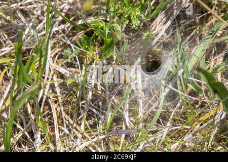 grass funnel-weaver, maze spider (Agelena labyrinthica), in front of web tube with caught fly, Germany, Bavaria, Staffelseemoore Stock Photo