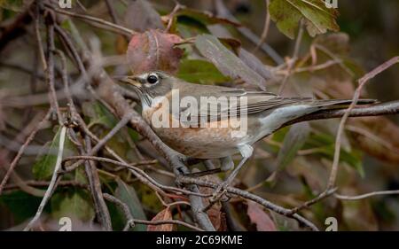 American robin (Turdus migratorius), perches on a branch during autumn migration, USA Stock Photo