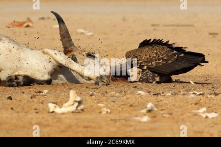 Rueppell's griffon, Rueppells griffon vulture (Gyps rueppelli), feeds on a carcass on the beach, Senegal Stock Photo