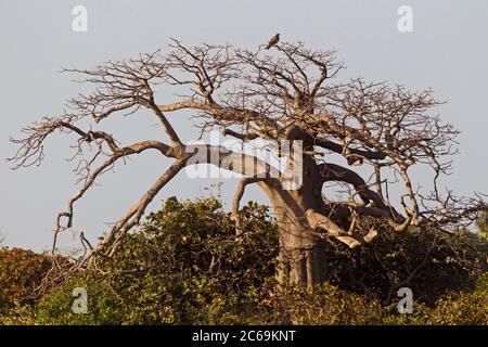 osprey, fish hawk (Pandion haliaetus), sitting in top of a huge and old Baobab tree, Gambia