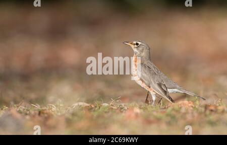 American robin (Turdus migratorius), standing on the ground during autumn migration, USA Stock Photo