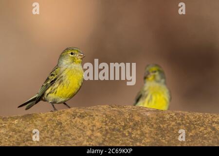 Island canary (Serinus canaria), wild variety, perching on a boulder, Madeira, Ponta do Rosto Stock Photo