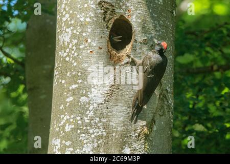 black woodpecker (Dryocopus martius), female with begging squeaker at the breeding cave in an old beech, Germany, Bavaria, Kesselseemoore Stock Photo