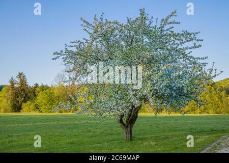 apple tree (Malus domestica), blooming half-standard, Germany, Bavaria Stock Photo