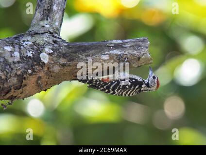 Fulvous-breasted Woodpecker (Dendrocopos macei andamanensis), hanging at a dead branch, side view, Asia Stock Photo