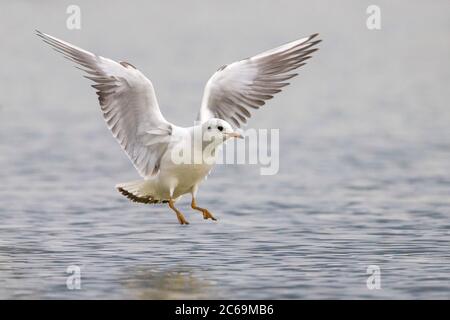 black-headed gull (Larus ridibundus, Chroicocephalus ridibundus), immature landing on the water, Italy, Oasi della Querciola Stock Photo