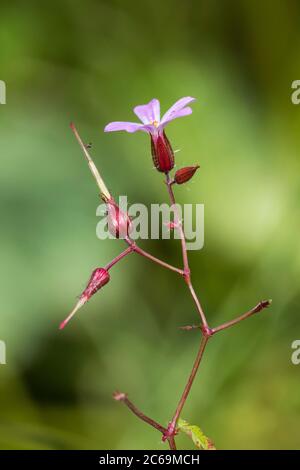 Herb Robert, Red Robin, Death come quickly, Robert Geranium (Geranium robertianum, Robertiella robertiana), flower and young fruits, Netherlands Stock Photo