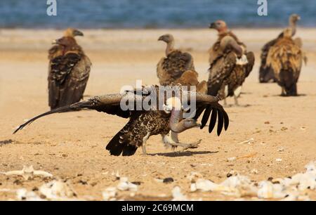 Rueppell's griffon, Rueppells griffon vulture (Gyps rueppelli), on a carcass on the beach, Senegal Stock Photo