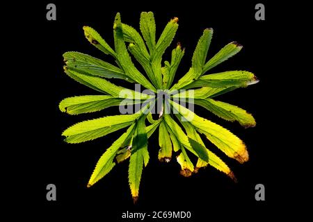 green hellebore (Helleborus viridis), leaf in backlight against black background, Netherlands Stock Photo