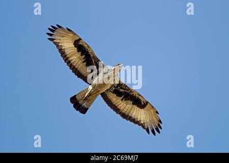 African hawk eagle (Hieraaetus spilogaster, Aquila spilogaster), in flight, Gambia Stock Photo