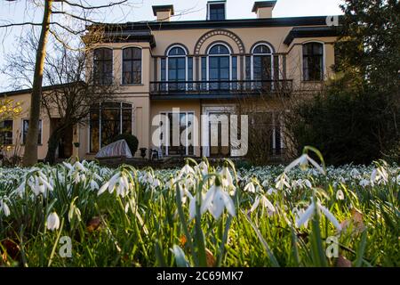 common snowdrop (Galanthus nivalis), blooming in a garden, Netherlands, Utrecht, Leeuwenburg, Maarssen Stock Photo