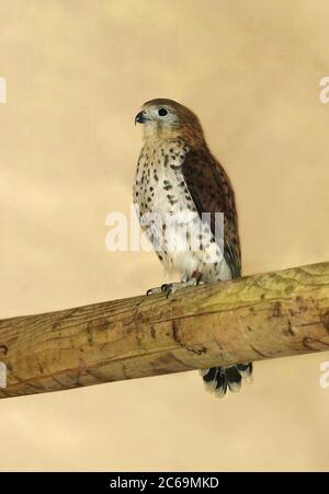 mauritius kestrel (Falco punctatus), perching on a wooden beam, Africa Stock Photo